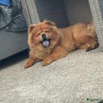 Dekreu chow chow, Dieren en Toebehoren, Honden | Dekreuen, Rabiës (hondsdolheid), Reu, 1 tot 2 jaar, Eén hond