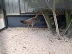 Sonnerat hoenders, Dieren en Toebehoren, Ophalen of Verzenden, Zo goed als nieuw, Kippenhok of Kippenren
