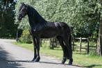 Luxe friese merrie, Dieren en Toebehoren, Paarden, Merrie, Gechipt, Dressuurpaard, 3 tot 6 jaar