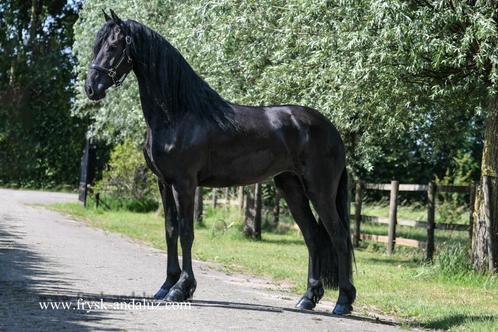 Luxe friese merrie, Dieren en Toebehoren, Paarden, Merrie, Onbeleerd, 160 tot 165 cm, 3 tot 6 jaar, Dressuurpaard, Met stamboom