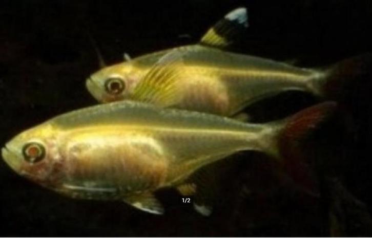 Pristella gold - Lantaarnvisje goud - Koidream Valburg, Dieren en Toebehoren, Vissen | Aquariumvissen, Zoetwatervis, Vis, Schoolvis