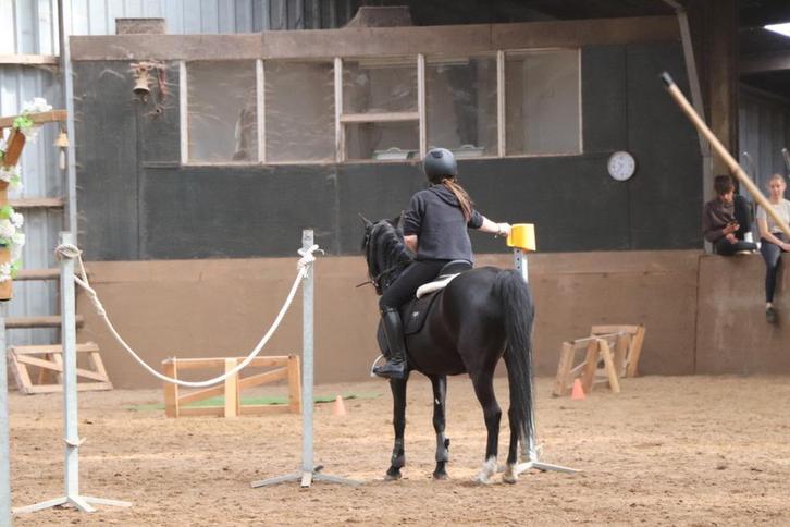 Lease pony gezocht/bijrijder aangeboden!, Dieren en Toebehoren, Paarden en Pony's | Beschermers, Nieuw, Rijden, Ophalen of Verzenden