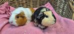 Cavia koppel GIJSJE & MEISJE uit de opvang zoeken ene tehuis, Meerdere dieren, Cavia, Voor 1 juli 2024, Tam