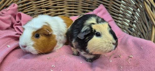 Cavia koppel GIJSJE & MEISJE uit de opvang zoeken ene tehuis, Dieren en Toebehoren, Knaagdieren, Meerdere dieren, Cavia, Tam