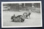 Mara's (pampahaas) in Schonbrunn, Wenen, Verzamelen, Ansichtkaarten | Dieren, Verzenden, 1920 tot 1940, Ongelopen, Knaagdier