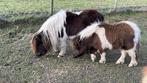bonte mini shetlander met bont merrieveulen, Dieren en Toebehoren, Pony's, Merrie, Niet van toepassing, 0 tot 2 jaar, A pony (tot 1.17m)
