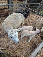 Stelletjes te koop, Dieren en Toebehoren, Meerdere dieren, Schaap