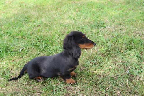 Langhaar dwerg Teckel pup reutje, Dieren en Toebehoren, Honden | Teckels en Dashonden, Reu, Langhaar, Dwerg, Fokker | Professioneel
