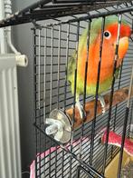 Roseicollie Dwergpapegaai vrouwtje, Ophalen of Verzenden, Kooi-accessoires