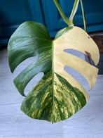 Monstera Aurea Variegata, Ophalen of Verzenden