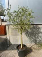 Olijfboom in pot, Bloeit niet, 100 tot 250 cm, Olijfboom, Ophalen