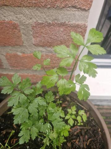 Peterseliezaad - Verse Kruiden voor je Tuin! beschikbaar voor biedingen