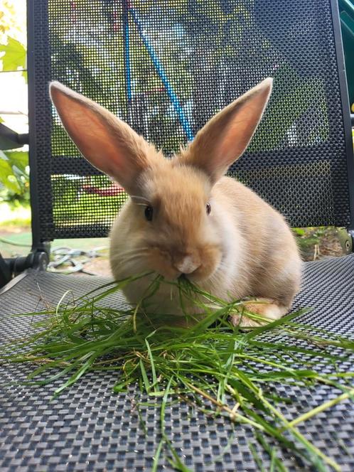 Lief rammetje va  9 weken oud, Dieren en Toebehoren, Konijnen, Mannelijk, 0 tot 2 jaar
