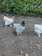 Blauwe Brahma kippen, Dieren en Toebehoren, Meerdere dieren, Kip