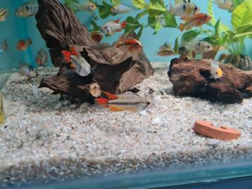 Apistogramma Cacatoides Double Red dwergcichliden beschikbaar voor biedingen