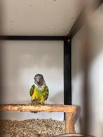Tamme bonte boer!, Dieren en Toebehoren, Vogels | Parkieten en Papegaaien, Vrouwelijk, Papegaai, Geringd
