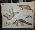 Oude Deense Schoolplaat - Dybdahls Zoologie Pl. 18, Antiek en Kunst, Ophalen of Verzenden