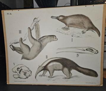 Oude Deense Schoolplaat - Dybdahls Zoologie Pl. 18 beschikbaar voor biedingen