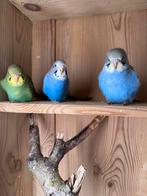 Jonge Grasparkieten te koop, Dieren en Toebehoren, Vogels | Parkieten en Papegaaien, Meerdere dieren, Parkiet, Geringd