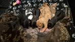 laatste 2 pups - Australian Shepherd kruising, Dieren en Toebehoren, Honden | Niet-rashonden, Rabiës (hondsdolheid), 8 tot 15 weken
