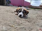 Medium groot kruising pups 4 maanden, Dieren en Toebehoren, Honden | Niet-rashonden, Particulier, Rabiës (hondsdolheid), 15 weken tot 1 jaar