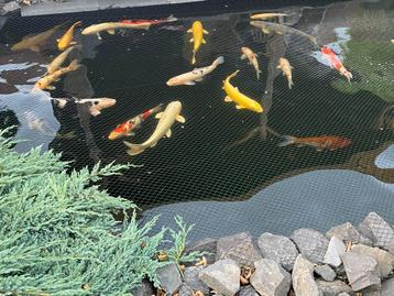 Complete Koi vijver met toebehoren beschikbaar voor biedingen