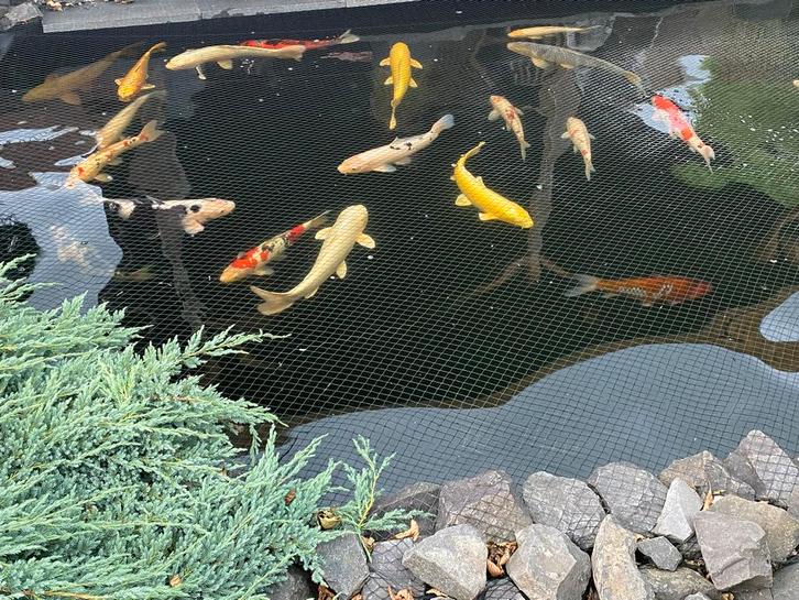 Complete Koi vijver met toebehoren, Dieren en Toebehoren, Vissen | Aquaria en Toebehoren, Zo goed als nieuw, Ophalen