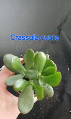 Crassula Ovata - Jade Plant / Geldboom, Ophalen of Verzenden