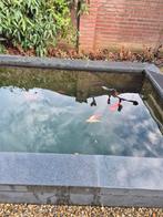 Vijver vissen, Overige soorten