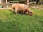 Hampshiredown stamboek ram, Dieren en Toebehoren, Schapen, Geiten en Varkens, Mannelijk, Schaap