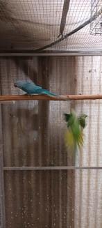 Halsbandparkiet, Dieren en Toebehoren, Vogels | Parkieten en Papegaaien, Geslacht onbekend, Parkiet, Geringd