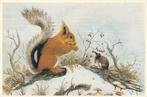 Kaart met Eekhoorn en veldmuis, Verzamelen, Ansichtkaarten | Dieren, Verzenden, 1980 tot heden, Gelopen, Knaagdier