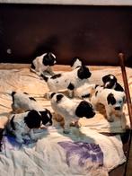 Friese stabij x cocker spaniel pups., CDV (hondenziekte), 8 tot 15 weken, Meerdere, Meerdere dieren