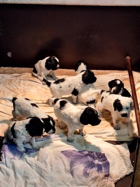 Friese stabij x cocker spaniel pups., Dieren en Toebehoren, Honden | Niet-rashonden, Middel, Meerdere dieren, Particulier, Meerdere