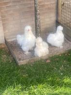 Broedeieren USA Zijdehoen, Dieren en Toebehoren, Pluimvee, Geslacht onbekend, Kip