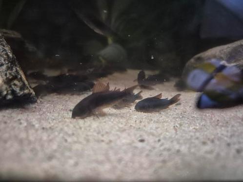 Corydoras Black Venezuela 3 cm groot | 10 stuks € 35,00, Dieren en Toebehoren, Vissen | Aquariumvissen, Vis, Schoolvis