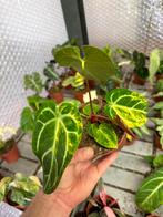 Anthurium Variegata Mutant - Zeldzaam!, Huis en Inrichting, Kamerplanten, Ophalen of Verzenden