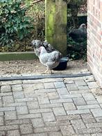 Wyandotte zilverpatrijs, Dieren en Toebehoren, Meerdere dieren, Kip