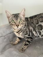 Super lieve aanhankelijke bangaal poes!, Dieren en Toebehoren, Poes, Gechipt, 0 tot 2 jaar