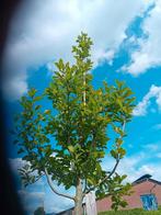 Magnolia kobus boom, Tuin en Terras, Planten | Bomen, Overige soorten, Lente, 400 cm of meer, Ophalen