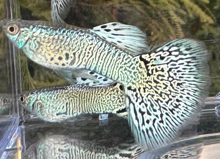 ***Snakeskin White Cobra***, Dieren en Toebehoren, Vissen | Aquariumvissen, Zoetwatervis, Vis, Schoolvis