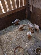 Ko-shamo's, Dieren en Toebehoren, Vrouwelijk, Kip