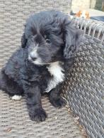 Ter adoptie Missy, Dieren en Toebehoren, Parvo, 8 tot 15 weken, Teef, Eén hond