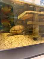 Waterschildpad, Dieren en Toebehoren, Schildpad, 7 tot 10 jaar