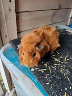 Super mooie rode  borstel cavia beer, Cavia, Mannelijk, Januari, Tam