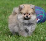 Pomchi pup, Dieren en Toebehoren, Honden | Chihuahua's en Gezelschapshonden, België, CDV (hondenziekte), 8 tot 15 weken, Eén hond