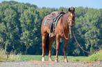 Te koop: Groot & braaf non pro reining / allround paard., Dieren en Toebehoren, Paarden, Ruin