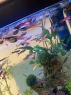 Visjes, Dieren en Toebehoren, Vissen | Aquariumvissen, Vis
