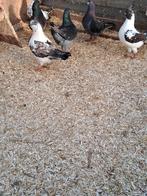 4 jonge sierduiven in mooie kleurstellingen, Dieren en Toebehoren, Vogels | Duiven, Meerdere dieren, Overige soorten