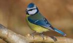 Pimpelmees, Dieren en Toebehoren, Vogels | Overige Vogels, Meerdere dieren, Tropenvogel, Geringd